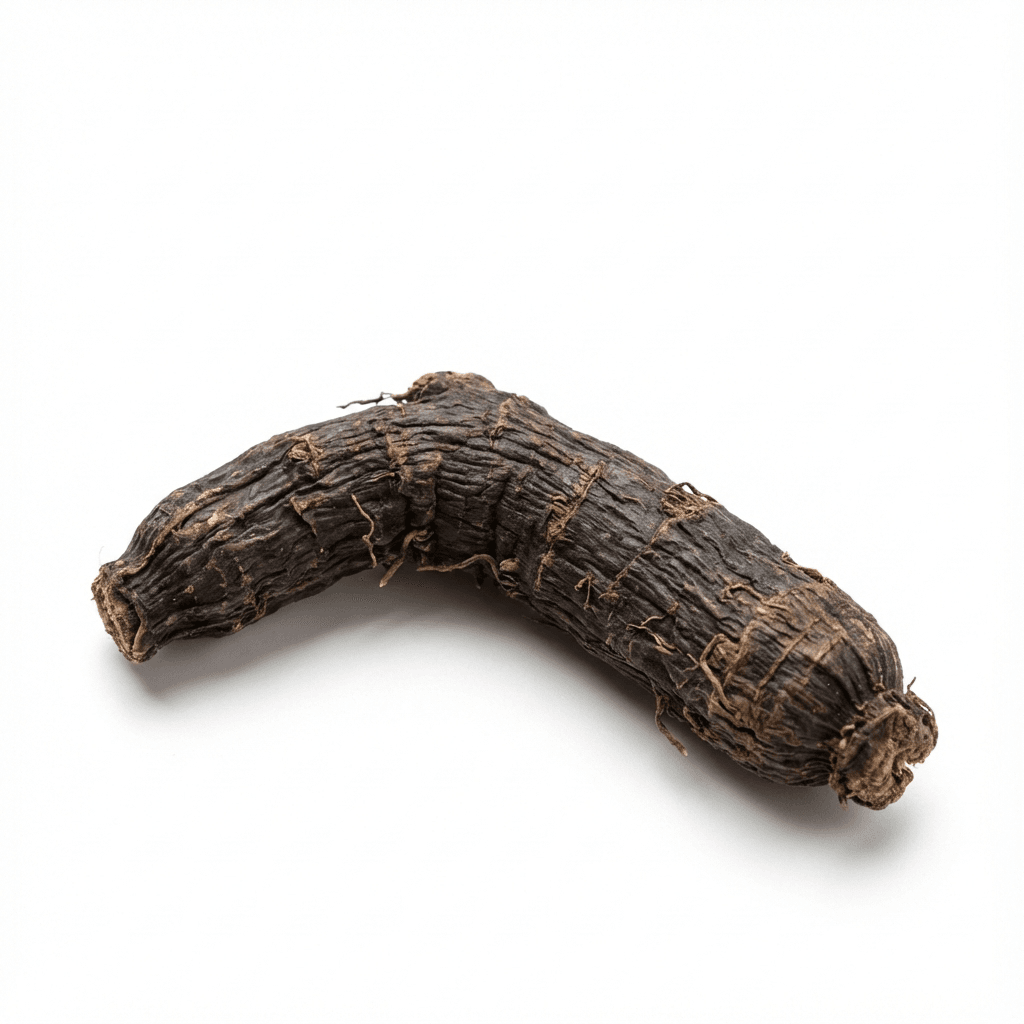 Curculigo-Rhizom (Xian Mao)