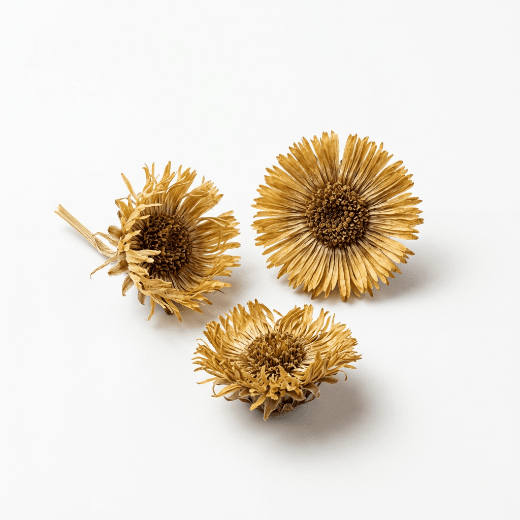 Huflattichblüte (Kuan Dong Hua)