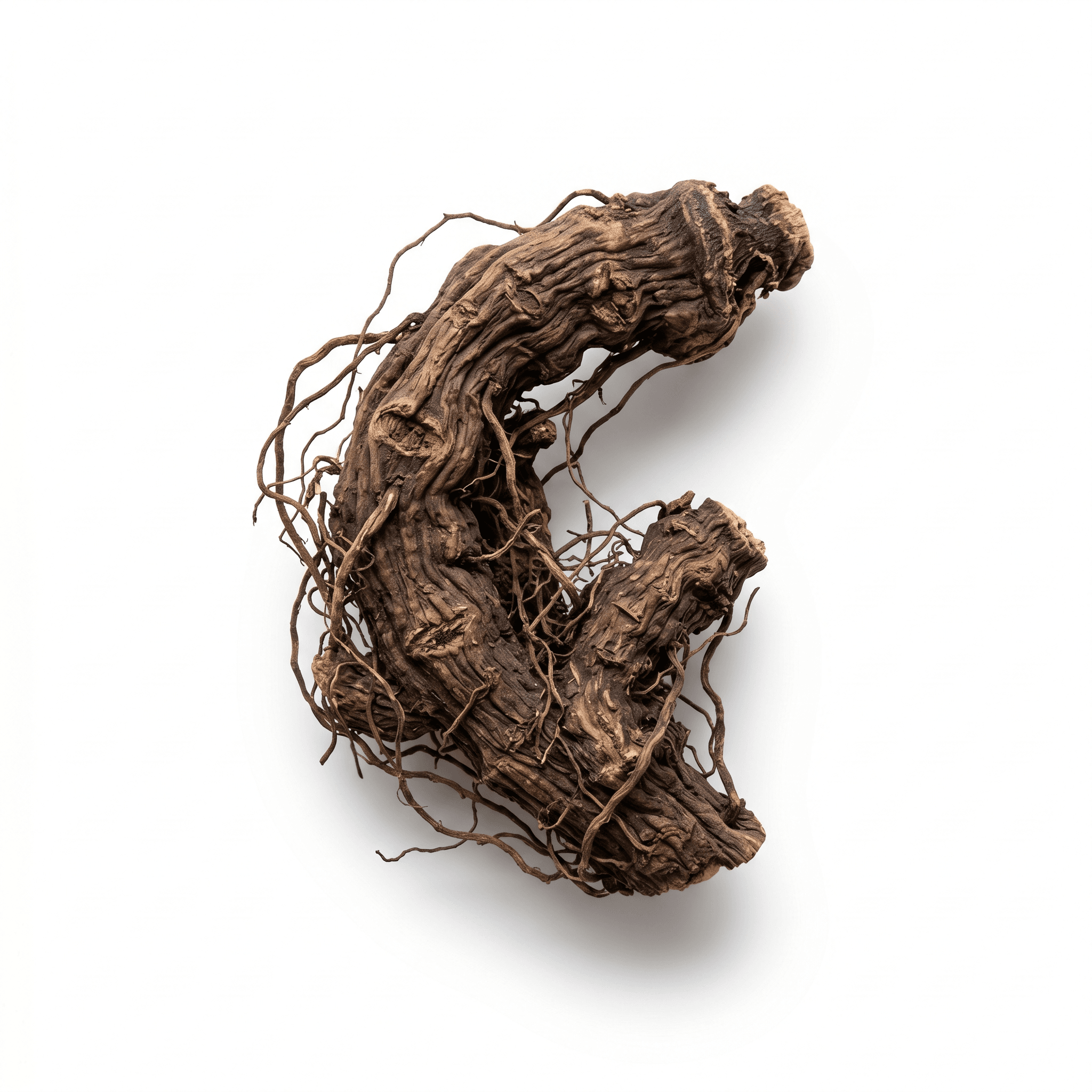 Traubensilberkerze Rhizom (Sheng Ma)