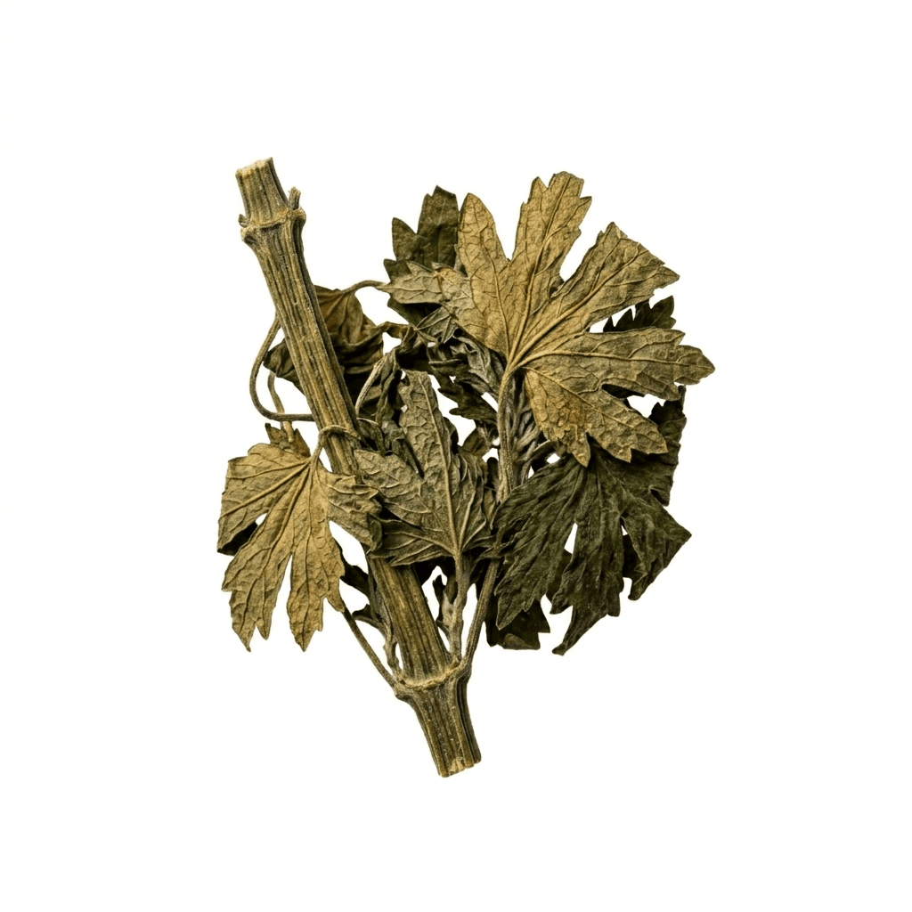 Chinesisches Mutterkraut (Yi Mu Cao)