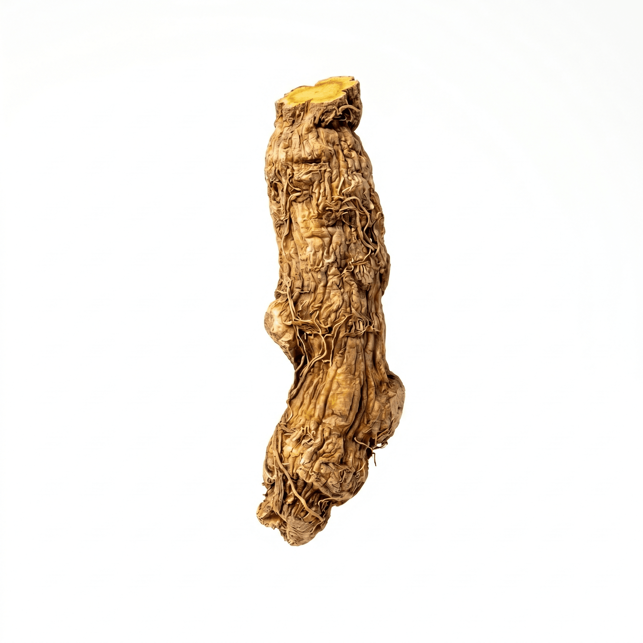 Chinesische Schädeldachwurzel (Huang Qin)