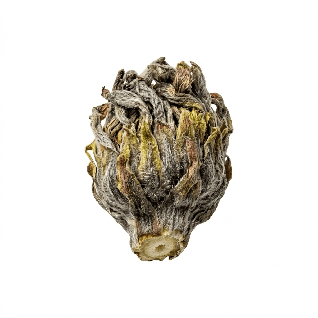 Huflattichblüte (Kuan Dong Hua)
