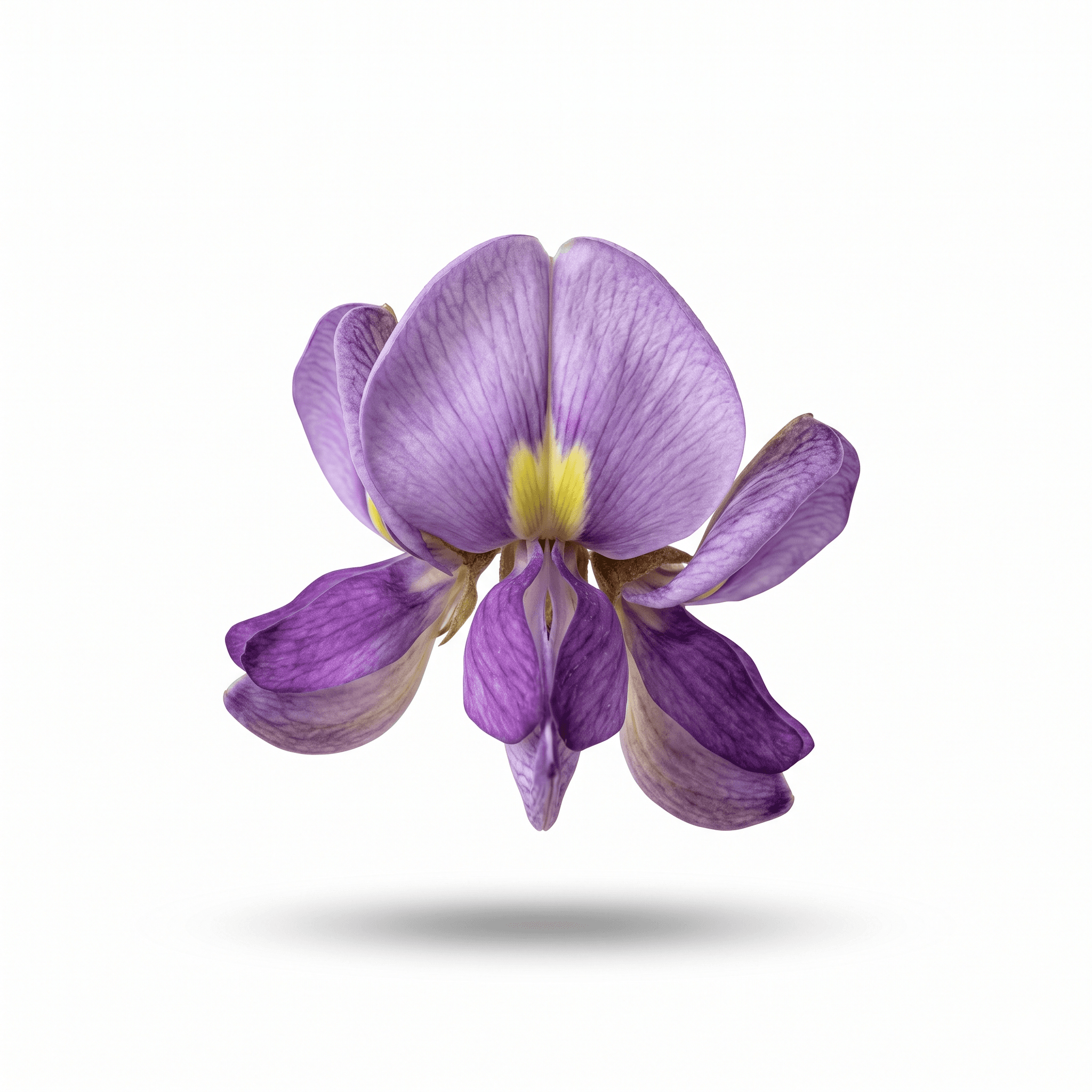 Kudzublüte (Ge Hua)