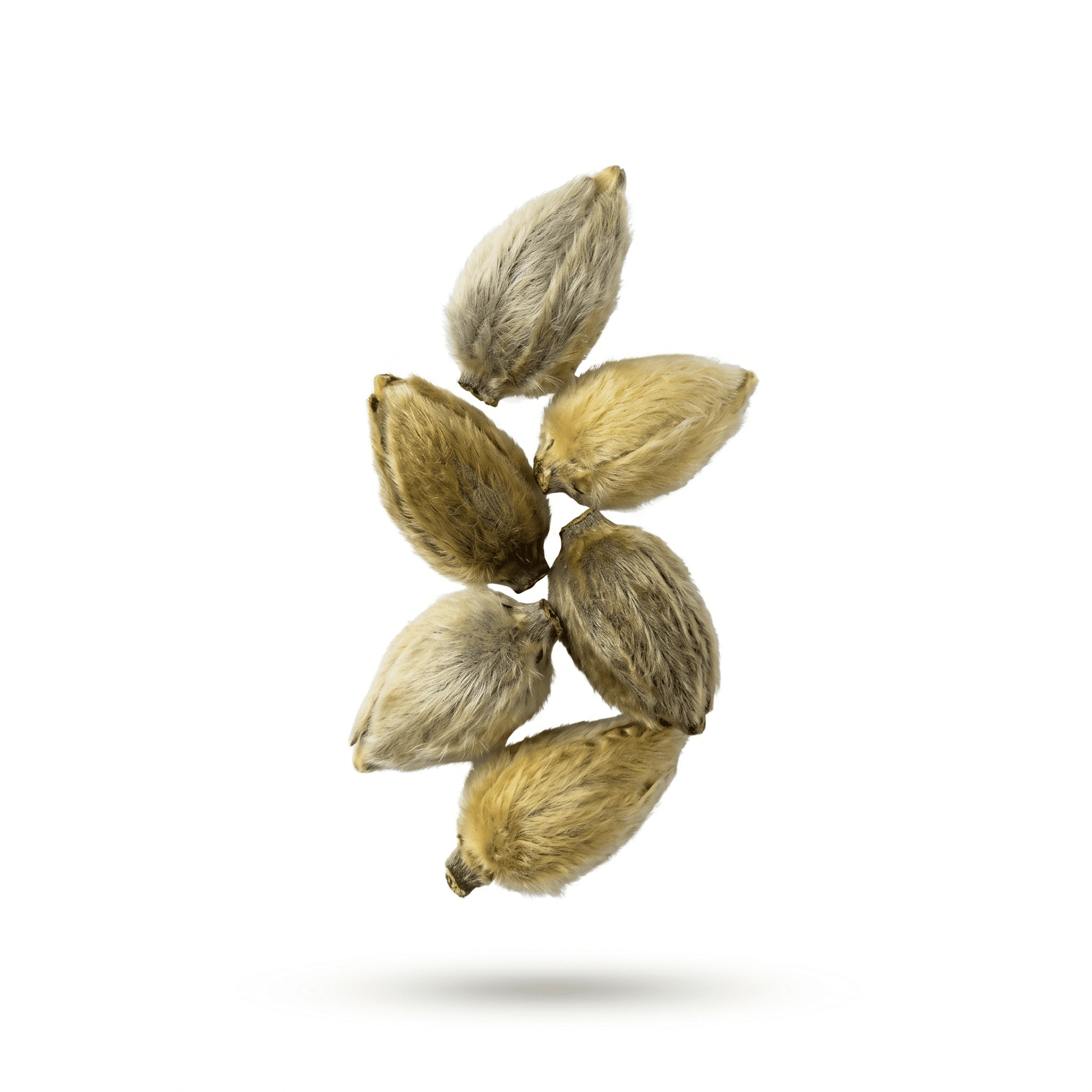 Magnolienblüte (Xin Yi (Hua))