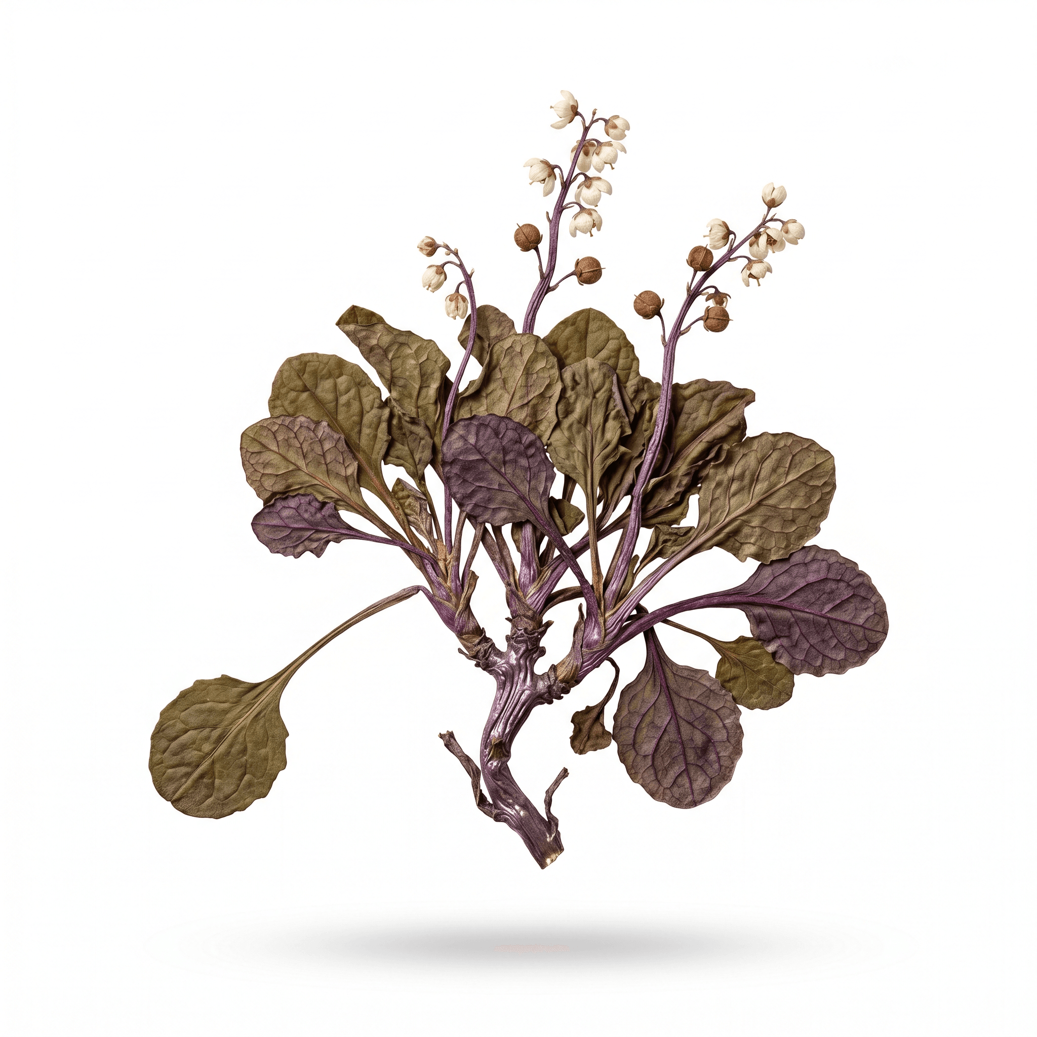 Pyrola-Kraut (Lu Ti Cao/Lu Xian Cao)