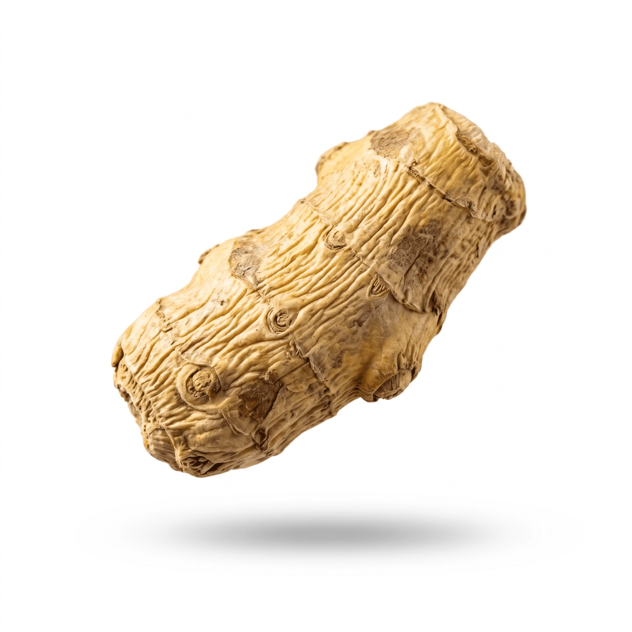 Schilfrohr Rhizom (Lu Gen)