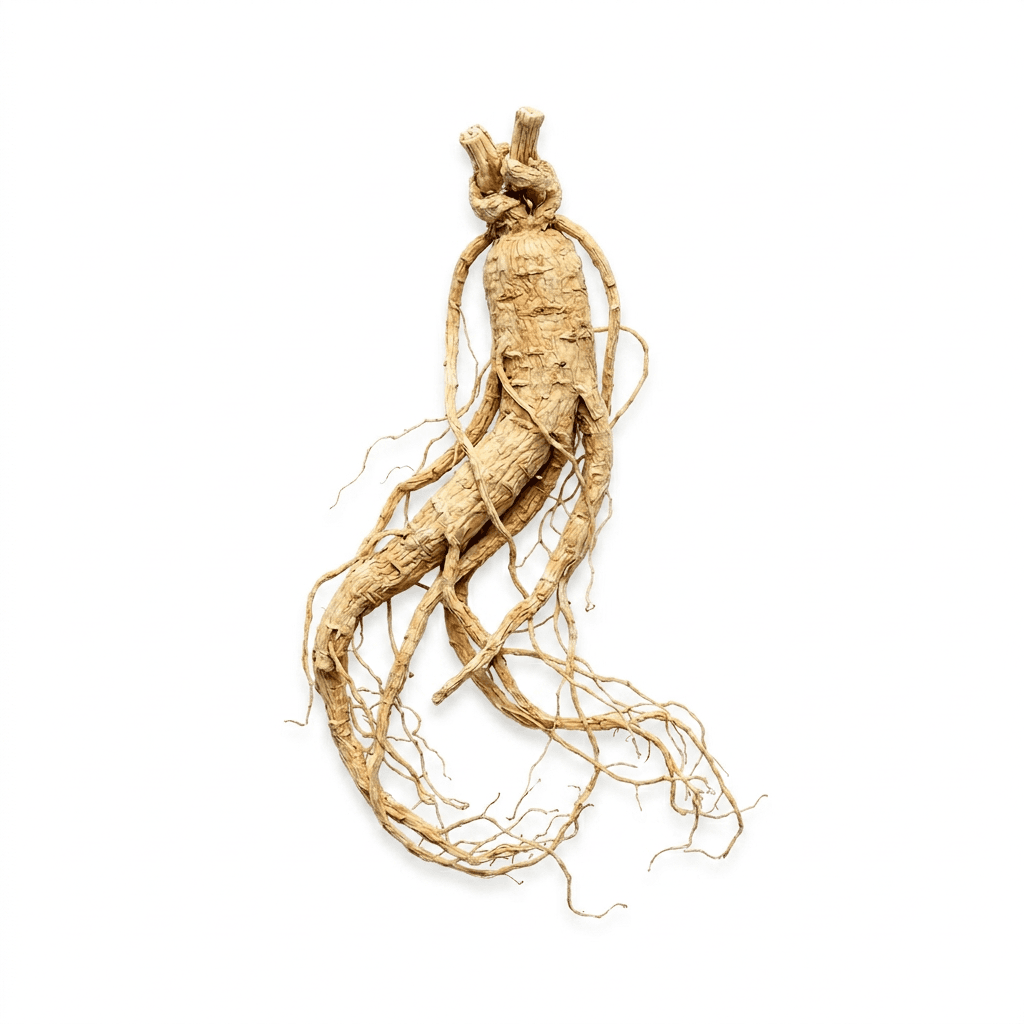 Asiatische Ginsengwurzel (Ren Shen)