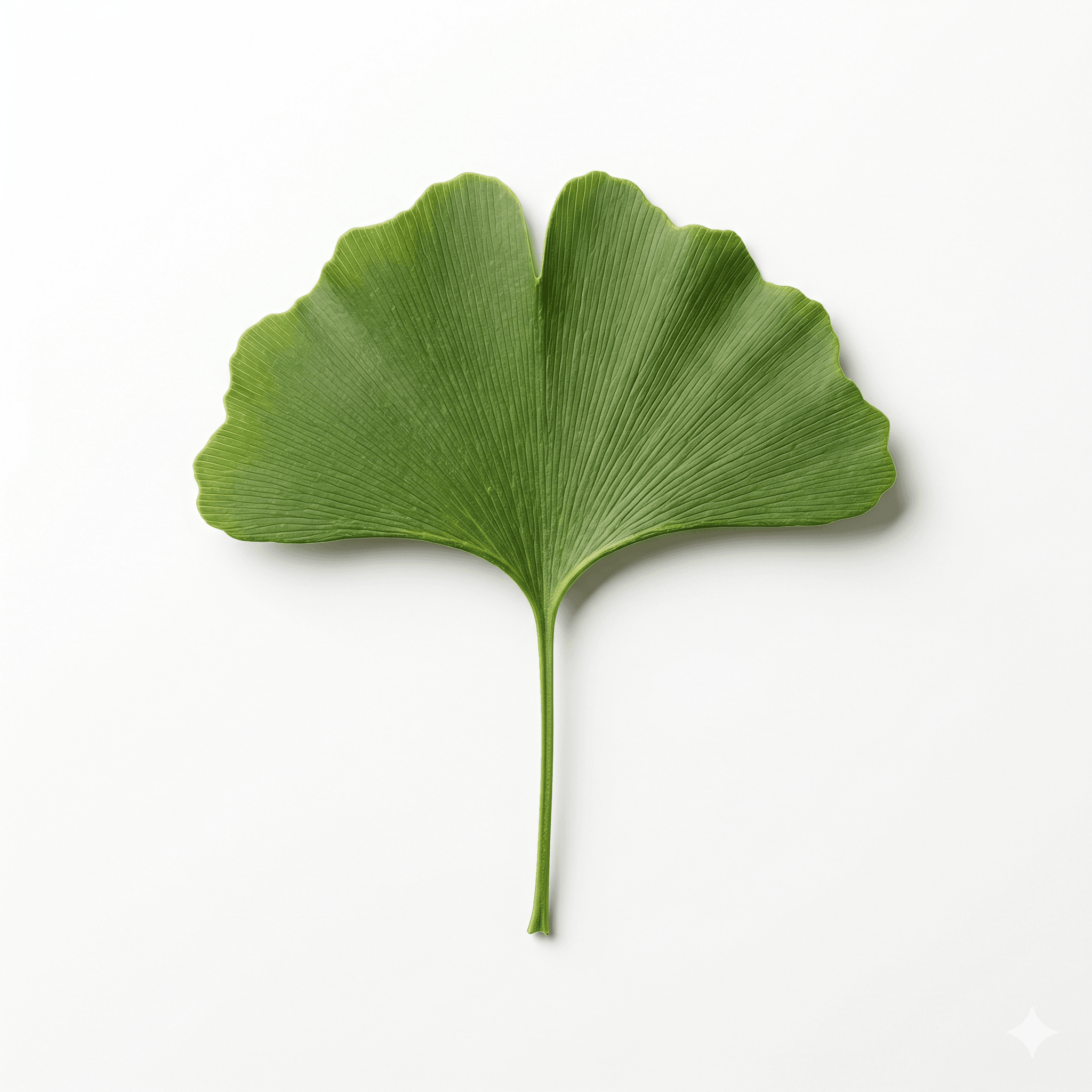Ginkgo Biloba (Yín xìng yè)