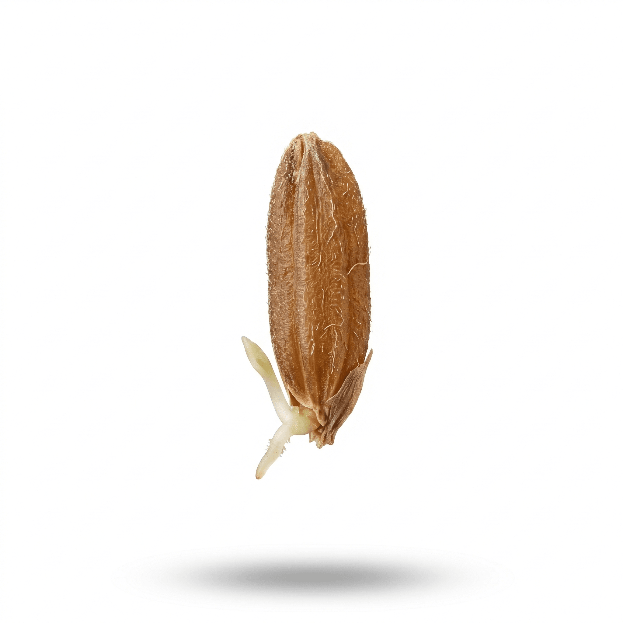 Gekeimter Reis (Gu Ya)