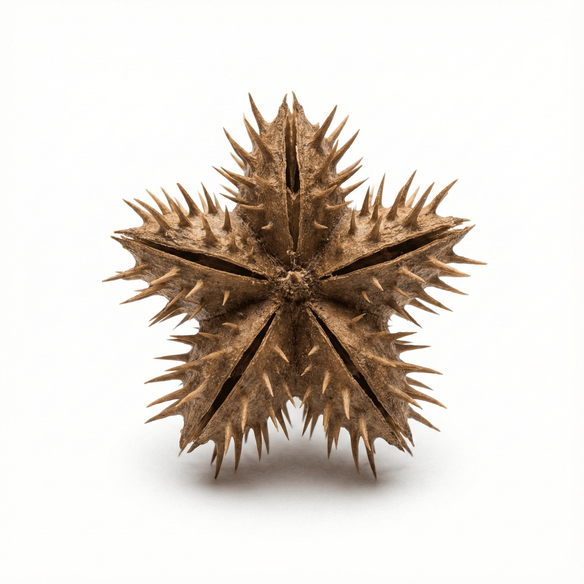 Caltrop Frucht (Bai Ji Li)