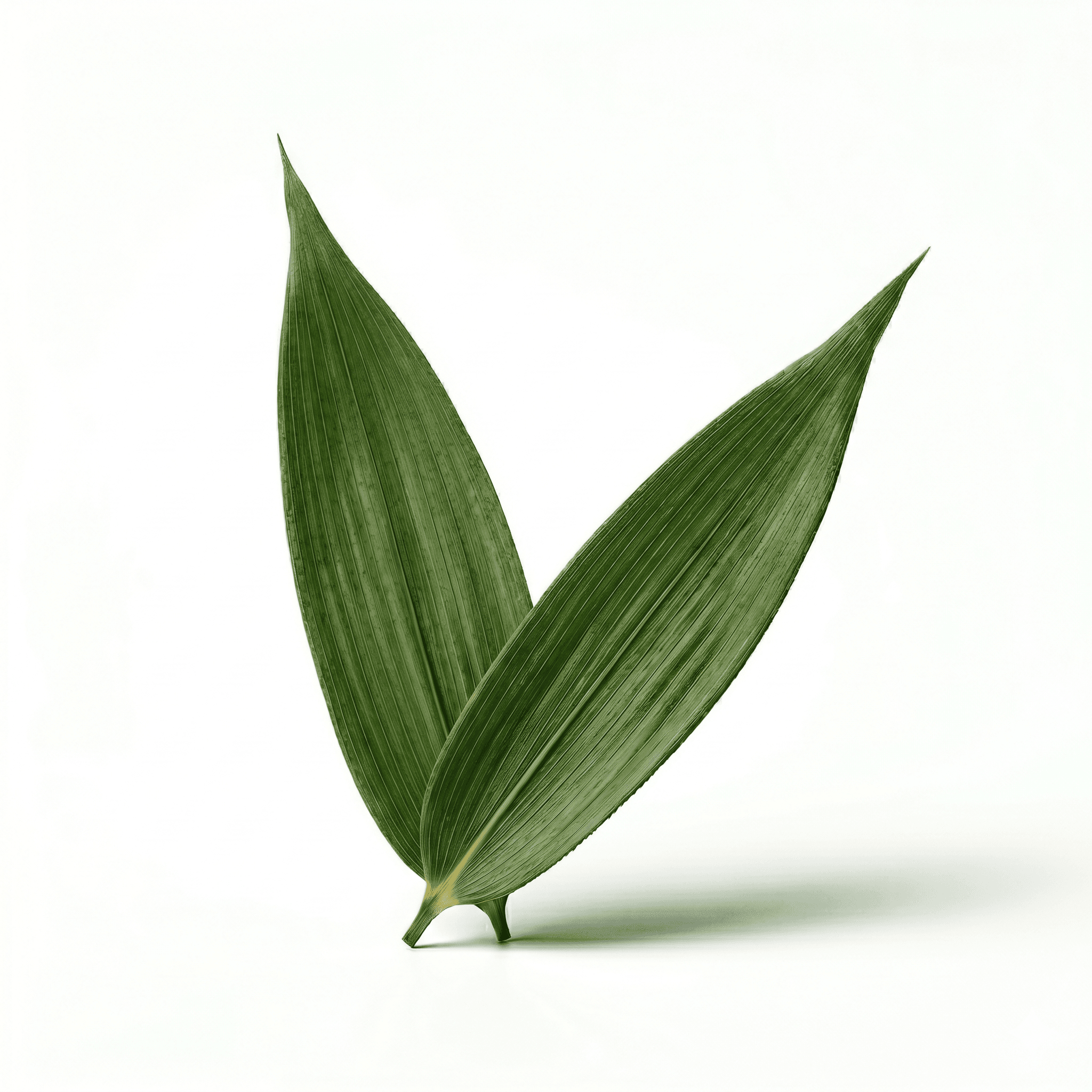 Bambusblätter (Dan Zhu Ye)