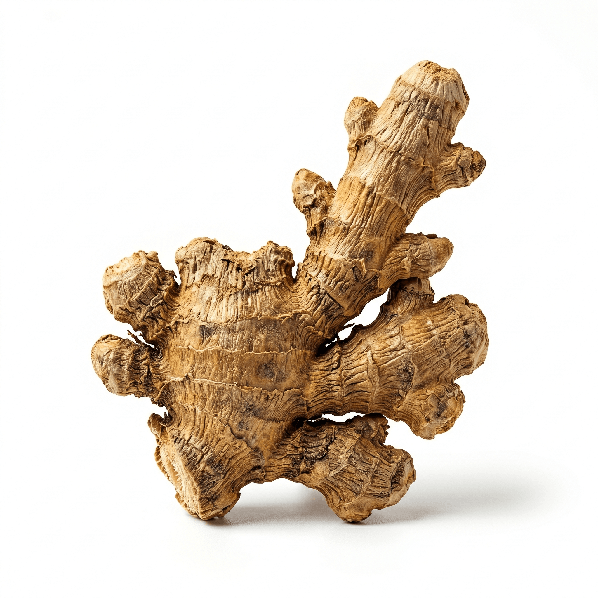 Getrocknete Ingwerwurzel (Gan Jiang)