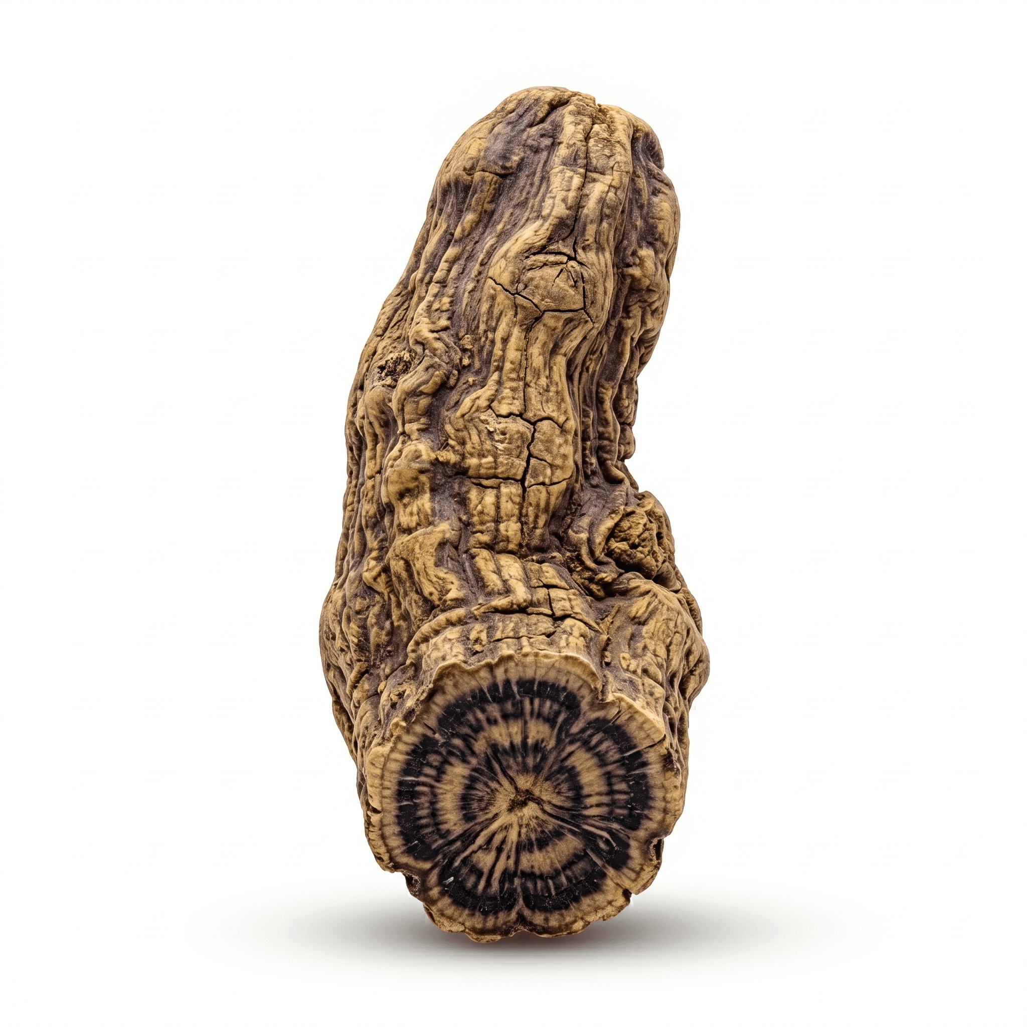 Braunwurzelwurzel (Xuan Shen)