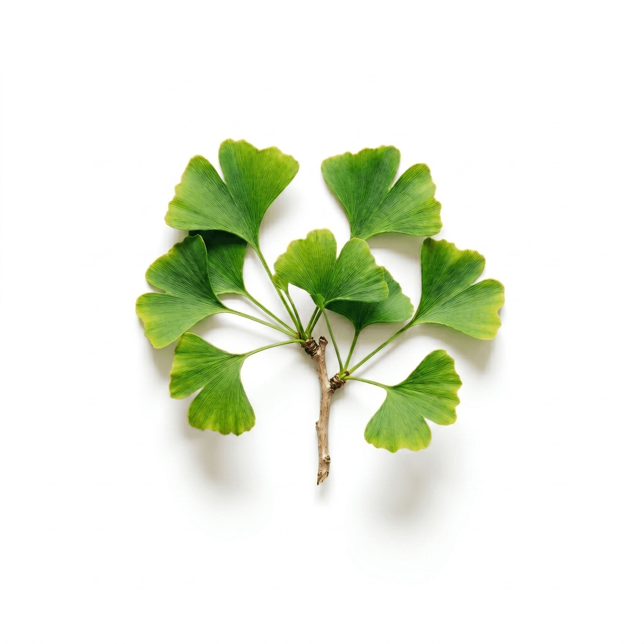Ginkgo Biloba Extrakt (Yín xìng yè)