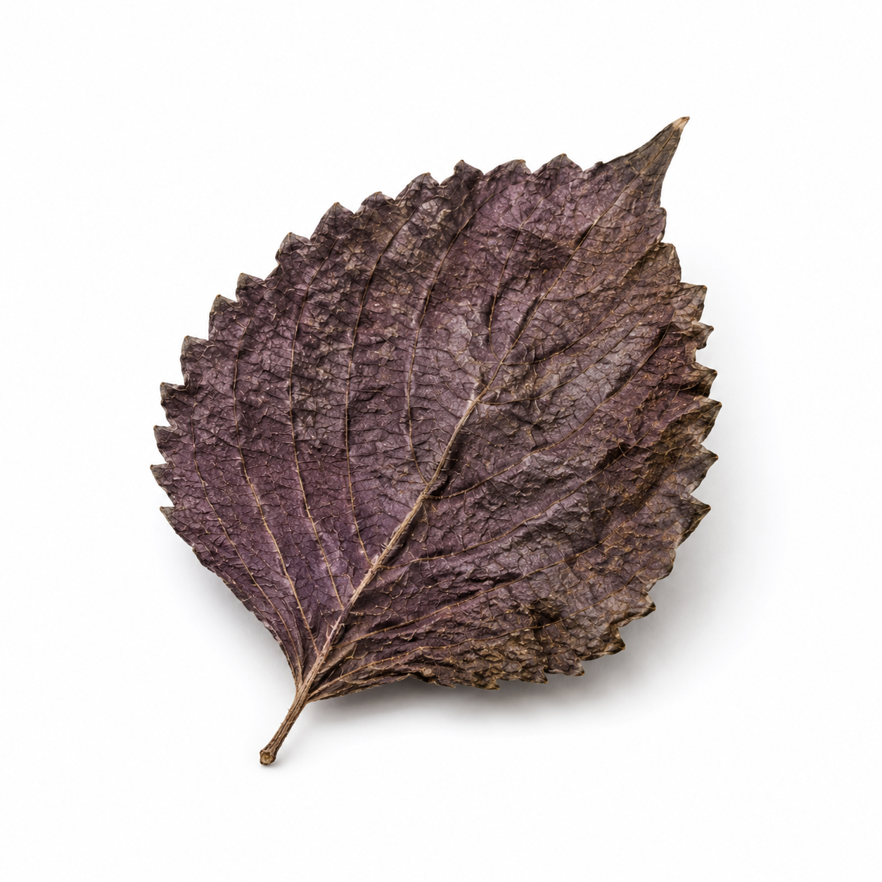 Perilla-Blatt (Zi Su Ye)