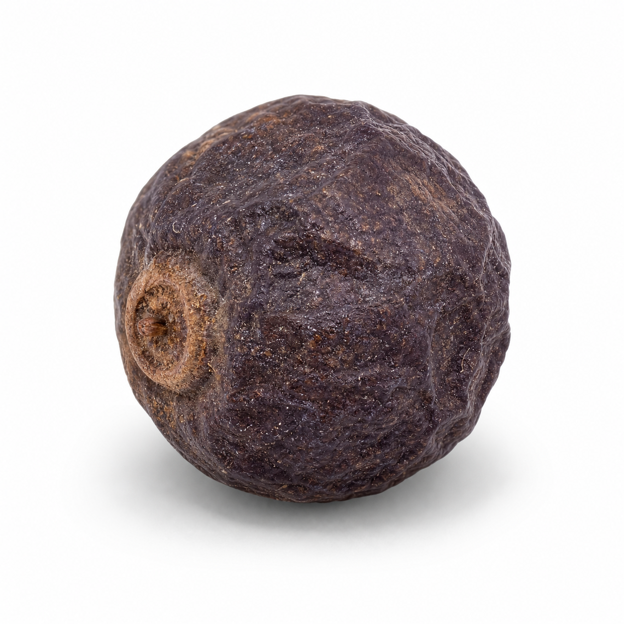 Strauch Chastetree Obst (Man Jing Zi)